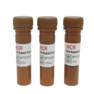 Anti Rabbit Fab Nanobody-HRP For IP