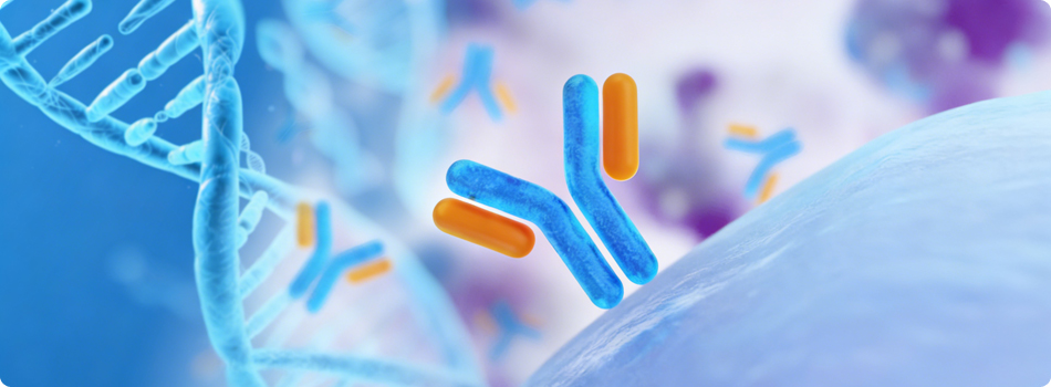 Antibody Discovery and Production Service