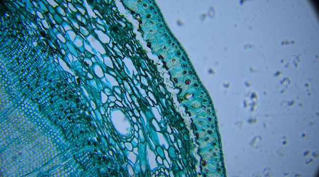 Microbial Culture