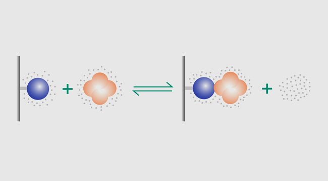 Hydrophobic Interaction Chromatography