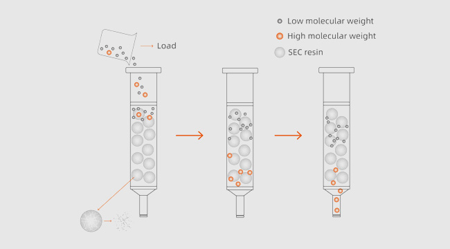 Size Exclusion Chromatography