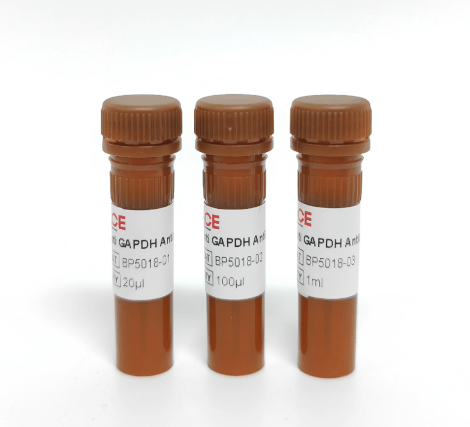 Anti GAPDH Antibody-HRP