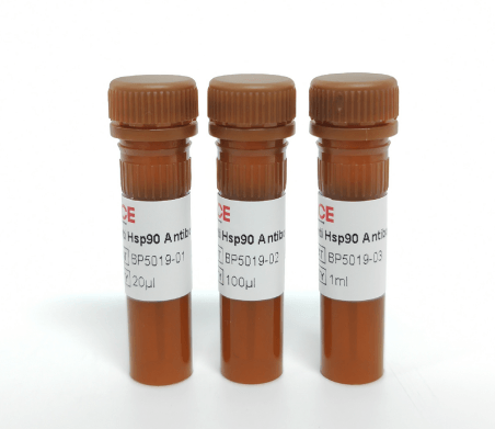 Anti Hsp90 Antibody-HRP