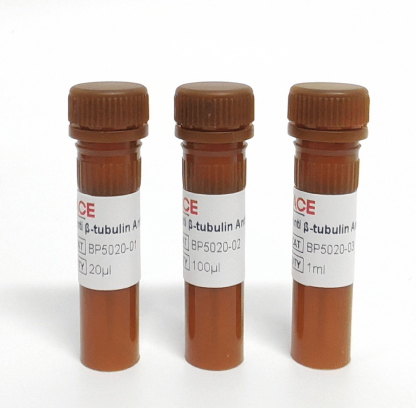 Anti β-tubulin Antibody-HRP