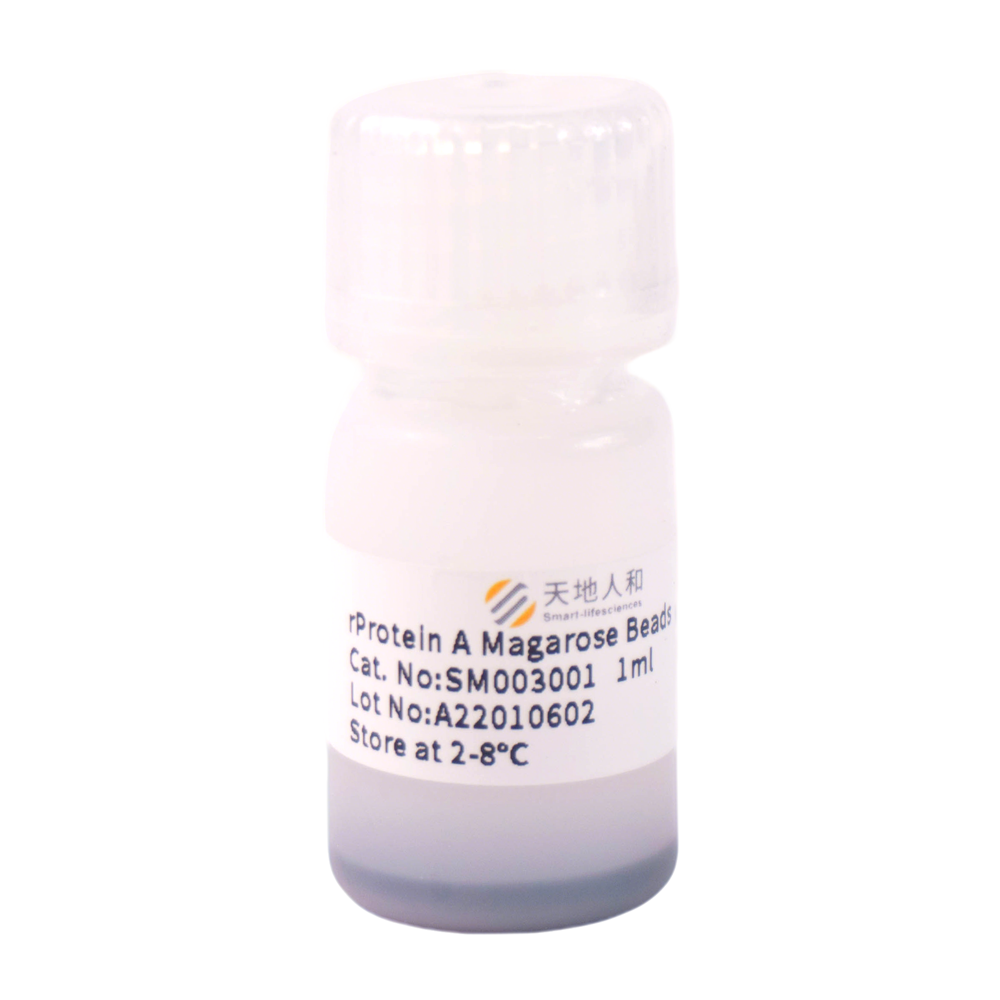 rProtein A Magarose Beads